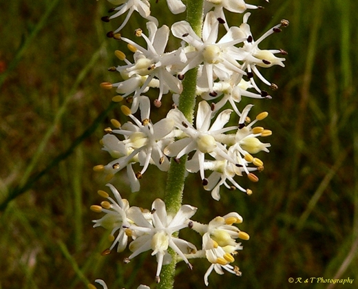 {Triantha racemosa}